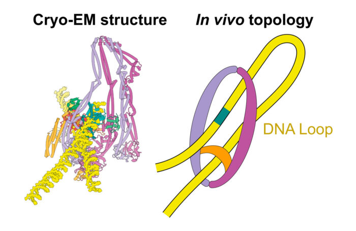 Atomic model for the MukBEF–DNA complex (left) and in vivo loop binding as determined by chemical circularisation of the protein (right).
