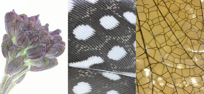 Images of a lavender, a feather and dragonfly wings. 