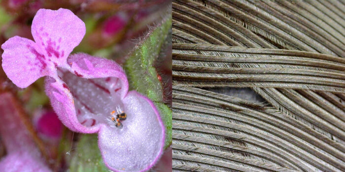Inside of a purple flower with oval petals that show the stamen. Petals are white on the inside with red lines forming a pattern on the flower. Also, an armour-like feather in grey and silver close up.