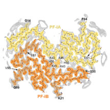 Cryo-EM maps of multiple system atrophy Type I (left) and Type II (right) α-synuclein filaments with overlaid atomic models