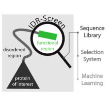 : IDR-Screen helps to identify functional segments in disordered protein regions (dark proteome)
