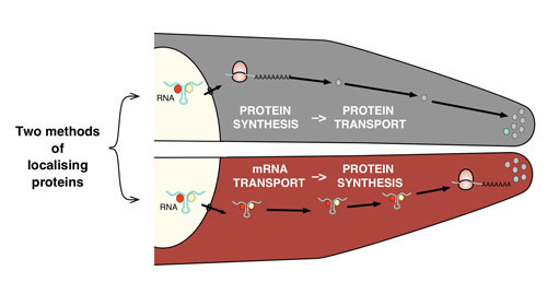 Madan - mRNA On The Move