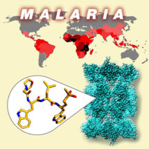 Malaria World map; proteasome structure; new anti-malarial