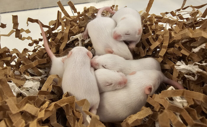 White mouse pups huddled together amongst bedding material