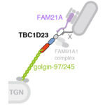 A model for the role of TBC1D23 as a link between the trans-Golgi network golgins and FAM21A of the WASH complex on endosome-derived vesicles.