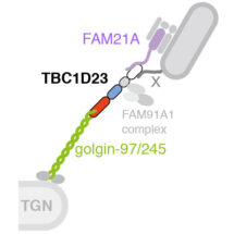  model for the role of TBC1D23 as a link between the trans-Golgi network golgins and FAM21A of the WASH complex on endosome-derived vesicles.
