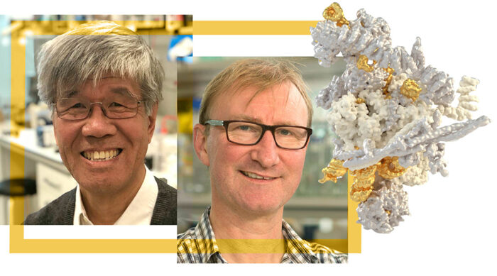 Photo of Kiyoshi Nagai, Chris Oubridge and spliceosome cryo-EM render graphic coloured white and gold 