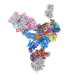 Spliceosome U4/U6.U5 tri-snRNP structure