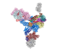 Spliceosome U4/U6.U5 tri-snRNP structure 
