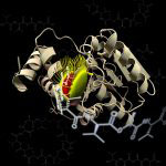 Artist’s view of the thioesterase domain of Vlm2TE with trapped valinomycin in its active site