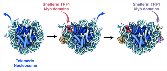 Graphic illustrating that upon binding to shelterin component TRF1 the ends of the nucleosomal DNA are unwrapped from the core histone proteins and the DNA register is shifted