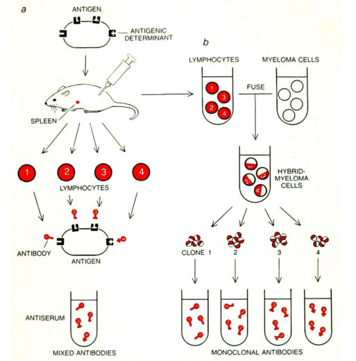 Diagram of monoclonal antibody production