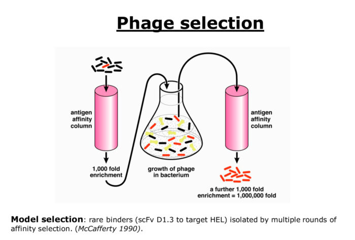 Diagram to show phage selection ©Greg Winter. From Nobel lecture slides, 2018