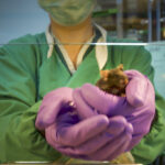 Mouse handled by cupping in the LMB animal facility