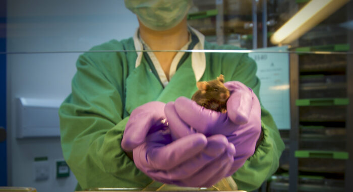 Mouse handled by cupping in the LMB animal facility
