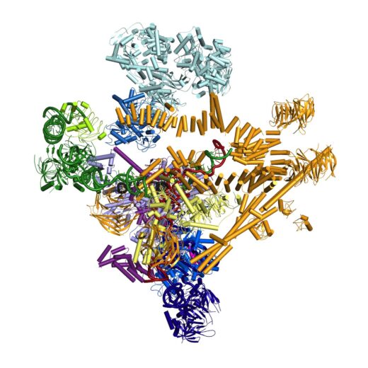Structure of the catalytic spliceosome