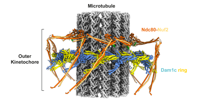 Graphic illustrating structure of yeast outer kinetochore – microtubule complex: the grey microtubule is encircled by the multicoloured outer kinetochore ring structure composed of Ndc80-Nuf2 and Dam1c ring complexes. 