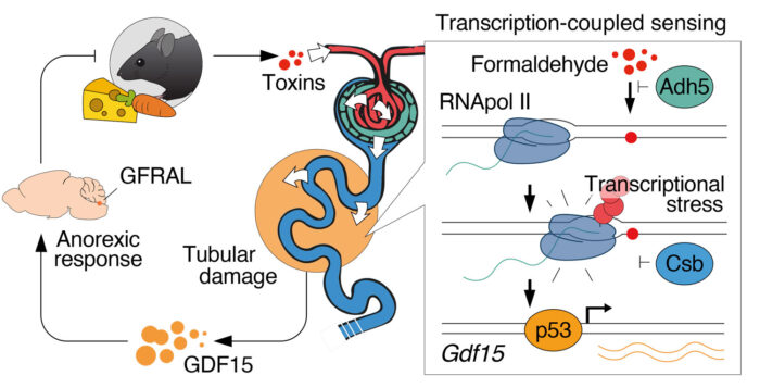Model outlining how formaldehyde can damage the proximal tubules and trigger release of the anorexic hormone GDF15 which results in food aversion, presumably to reduce the burden of ingested toxins. Inset, model of the molecular mechanism by which ADH5 and CSB cooperate to protect cells from formaldehyde damage, which is sensed by the stalled transcription machinery and can trigger p53 dependent activation of GDF15.