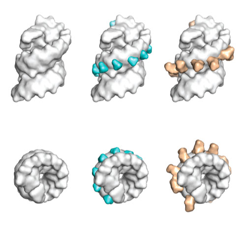 Larger and larger modifications to the canonical nucleic acid structure