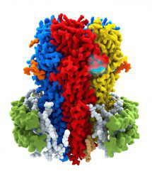 Cryo-EM structure of a human GABA<sub>A</sub> receptor