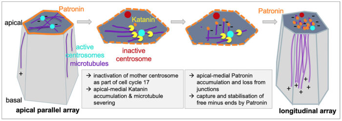Schematic illustrating the proposed mechanism of the release of microtubules from centrosomes by Katanin and capture by Patronin to generate a non-centrosomal longitudinal microtubule array.