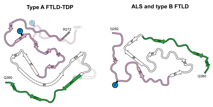 Distinct TDP-43 amyloid filament folds of type A FTLD-TDP and of ALS/ type B FTLD-TDP