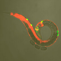 C. elegans co-labelled with markers for neurotransmitter and neuropeptide receptor expression.