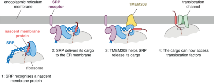 Model depicting the early steps during production of a membrane protein