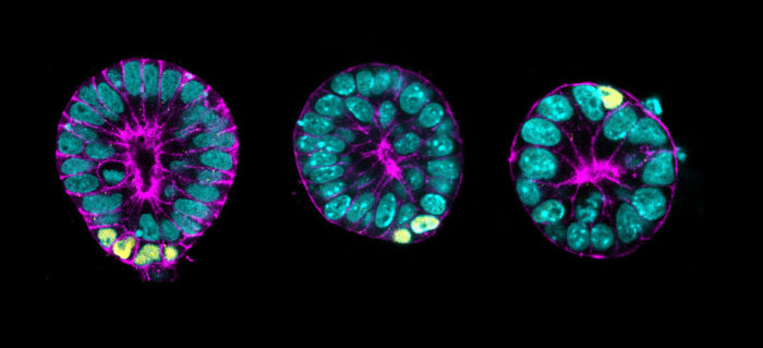 3D embryonic stem cell cultures