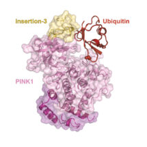 Structure PINK1 ubiquitin complex