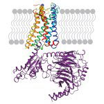 G protein-coupled receptor