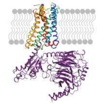 G protein-coupled receptor