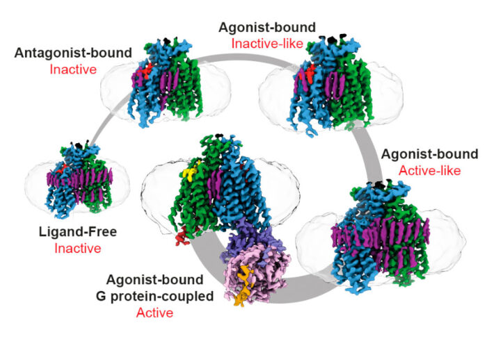 Structural snapshots of the Class D GPCR dimer, Ste2 (blue, green), along its activation pathway using cryo-EM. This provides a detailed picture, revealing a fundamentally different activation mechanism to previously-known GPCRs. 