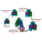 Structural snapshots of the Class D GPCR dimer, Ste2 (blue, green), along its activation pathway using cryo-EM. This provides a detailed picture, revealing a fundamentally different activation mechanism to previously-known GPCRs.