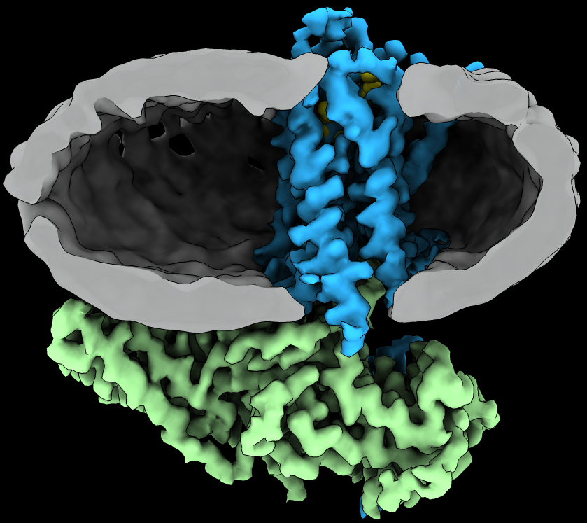 β-arrestin coupling to formoterol-bound β1-adrenoceptor in lipid nanodisc