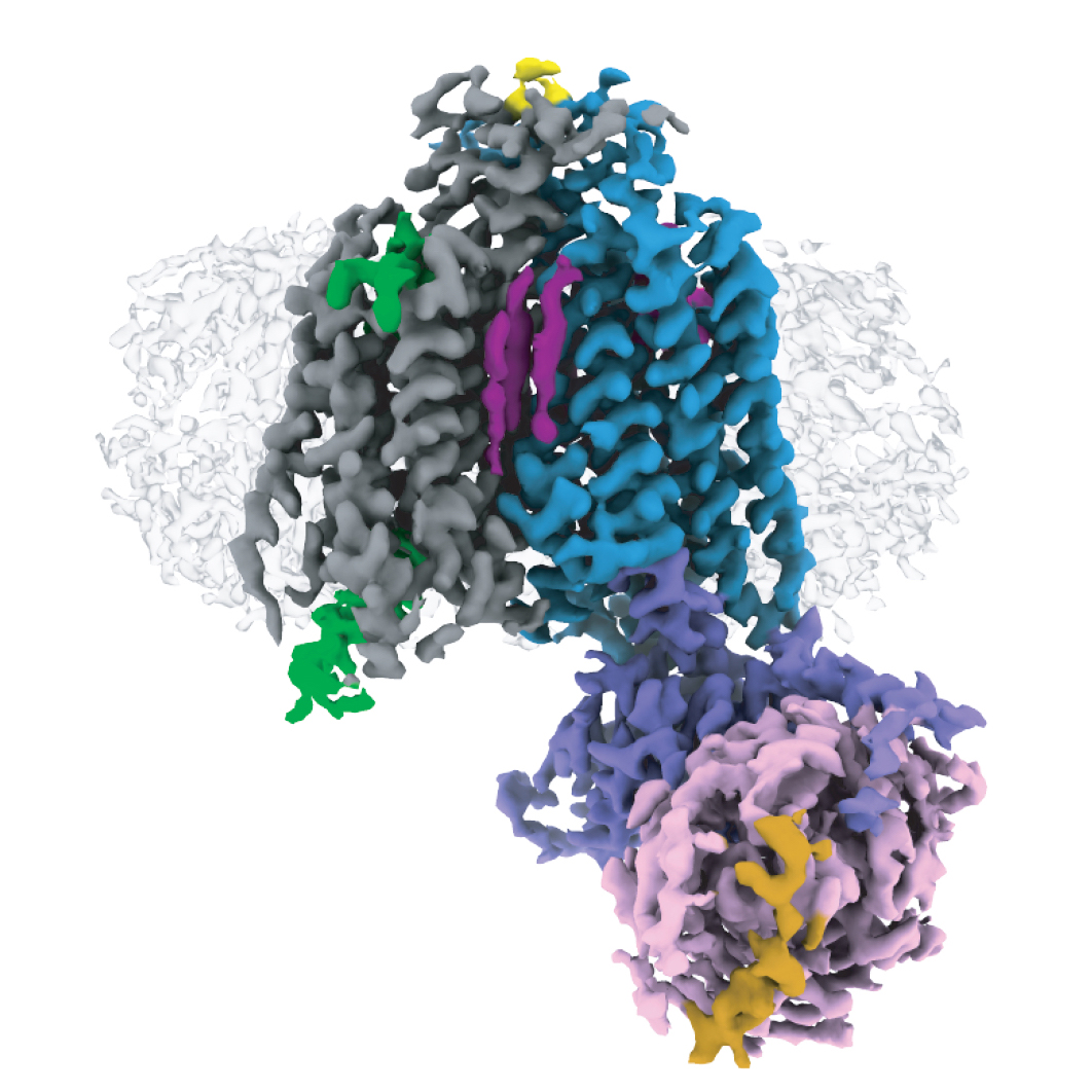 First structure of a fungal GPCR - MRC Laboratory of Molecular Biology