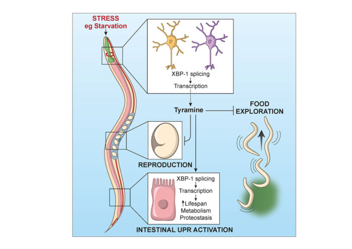 How tyramine coordinates the effects of neuronal UPRER activation