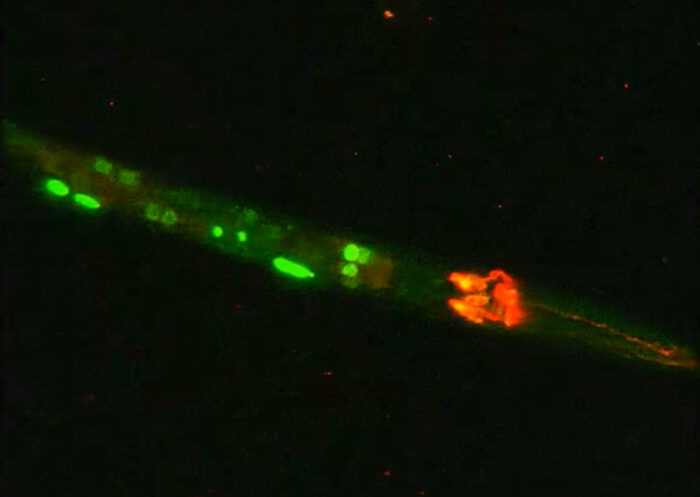 Activation of stress responses in C. elegans neurons - Green/yellow depicts the activation of XBP-1s in the nuclei of a starved worm, with red indicating the neurons that make tyramine