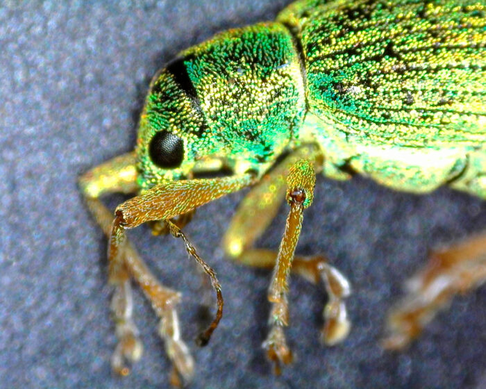 Green and golden beetle close up with hairy legs.