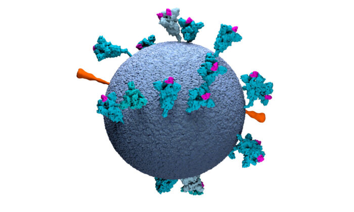 3D model of SARS-CoV-2 created using cryo-ET data, revealing positions, conformations and orientiations of the spike proteins on the virion membrane