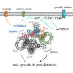 Diagram of a TOR protein complex