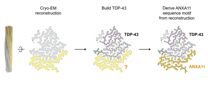 ANXA11 forms heteromeric amyloid filaments with TDP-43 in FTLD-TDP Type C