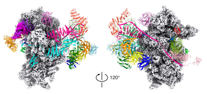 Structure of the human translation initiation complex
