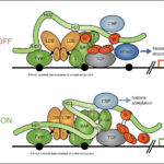 Refined model of Wnt enhanceosome