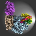 Cryo-EM structure of the Fork Protection Complex (Tof1 in yellow, Csm3 in green) bound to the CMG helicase (blue, brown and grey) in the presence of DNA and an additional factor (Ctf4, purple)