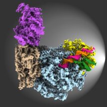 Cryo-EM structure of the Fork Protection Complex (Tof1 in yellow, Csm3 in green) bound to the CMG helicase (blue, brown and grey) in the presence of DNA and an additional factor (Ctf4, purple)