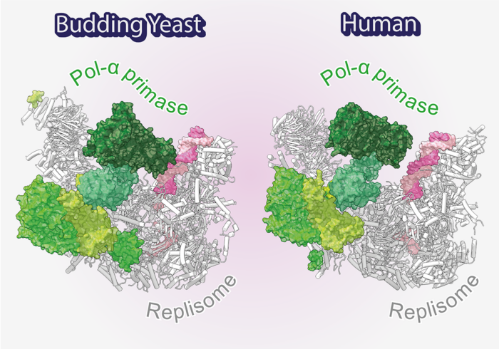 Cryo-EM structures of budding yeast and human replisomes containing Pol α-primase