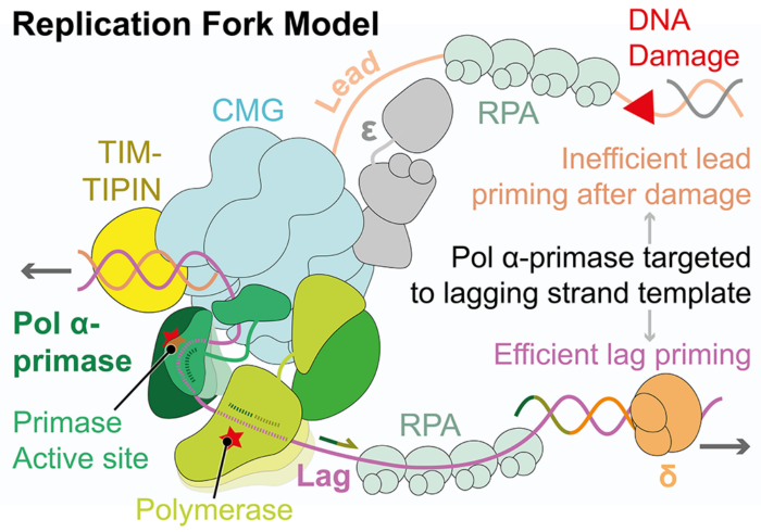 Schematic depicting how Pol α-primase engages the replisome at a replication fork 