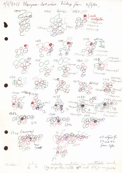 Dividing cells drawn by John Sulston