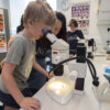 Boy looking at flies under the microscope